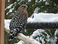 Red-shouldered hawk in snow